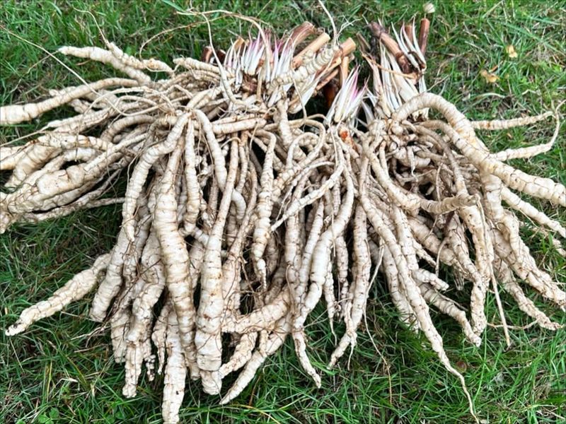 Skirret