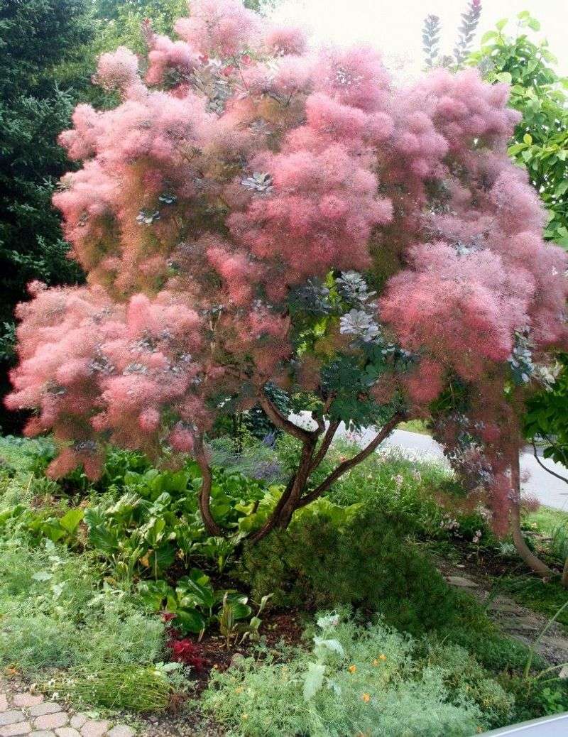 Smoke Bush