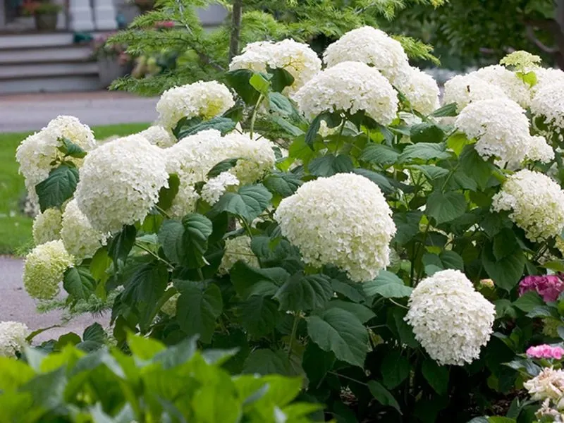 Smooth Hydrangea