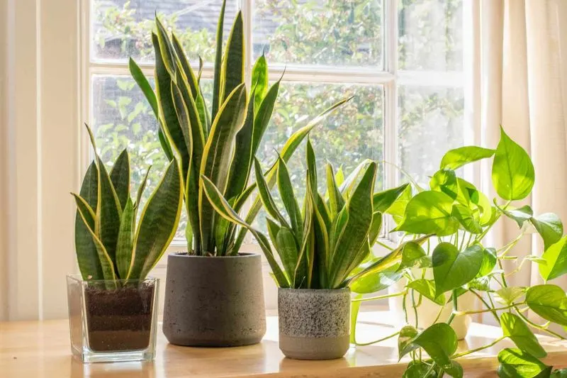 Snake Plant