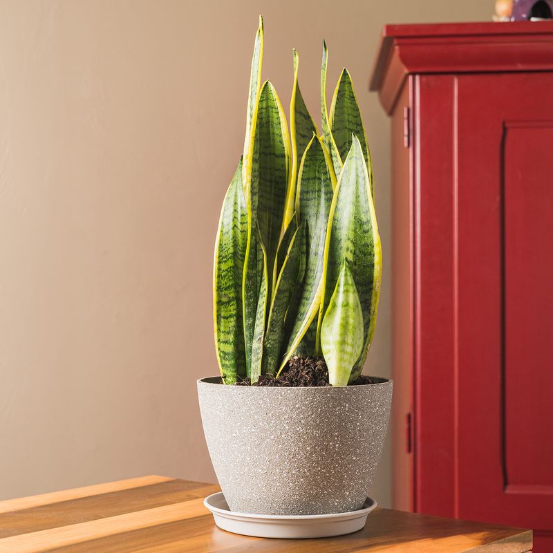 Snake Plant