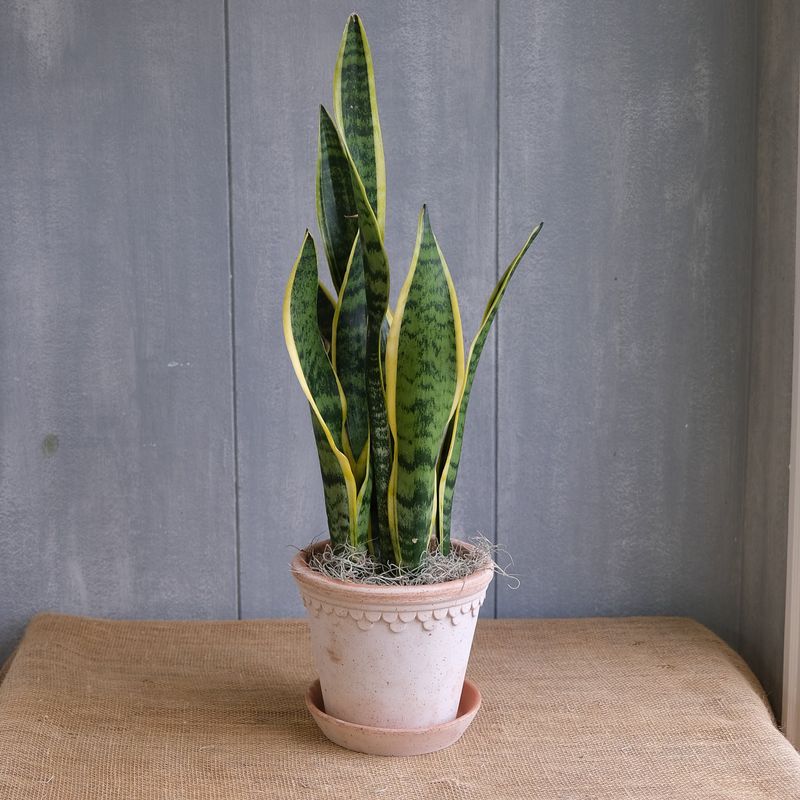 Snake Plant (Sansevieria)