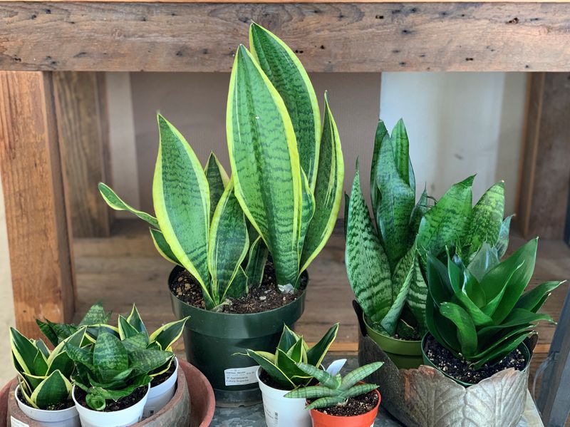 Snake Plant