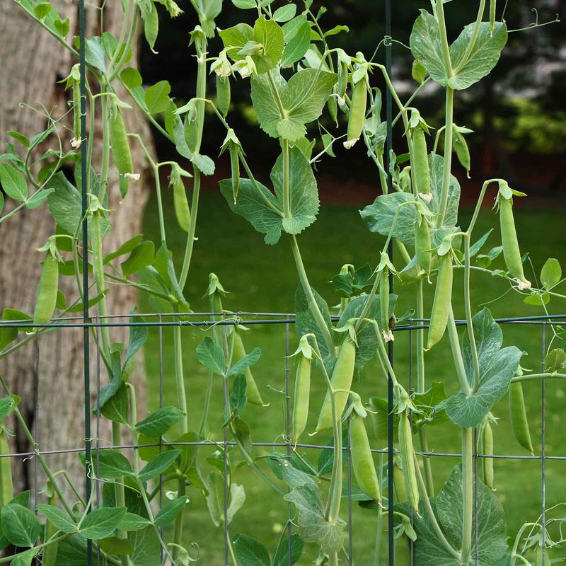 Snap Peas