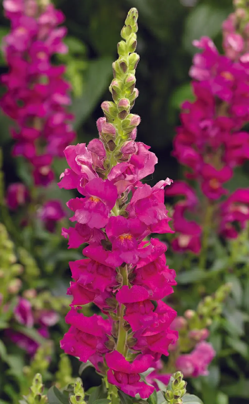 Snapdragon