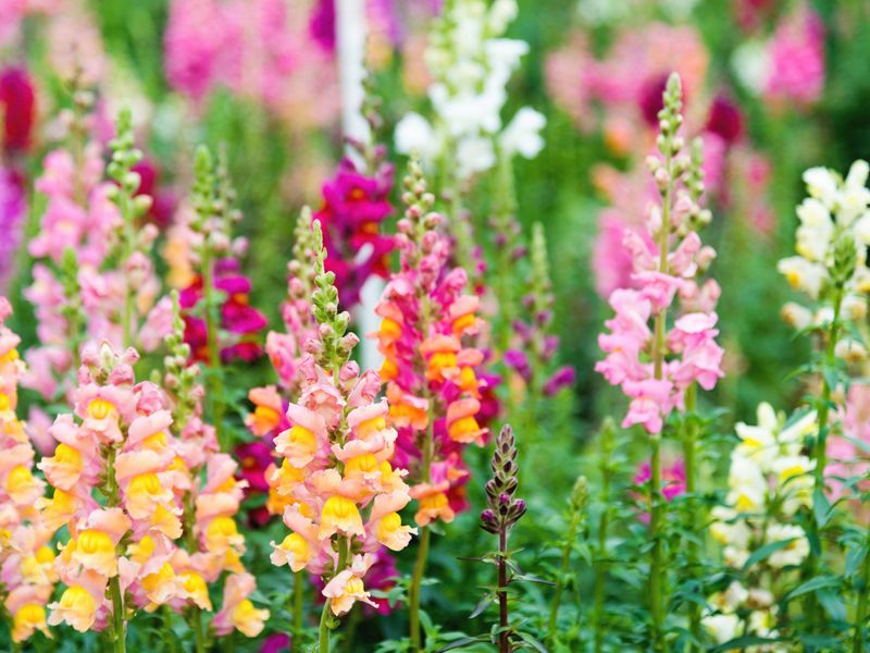 Snapdragon (Antirrhinum majus)