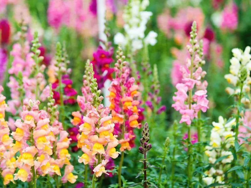 Snapdragon (Antirrhinum majus)