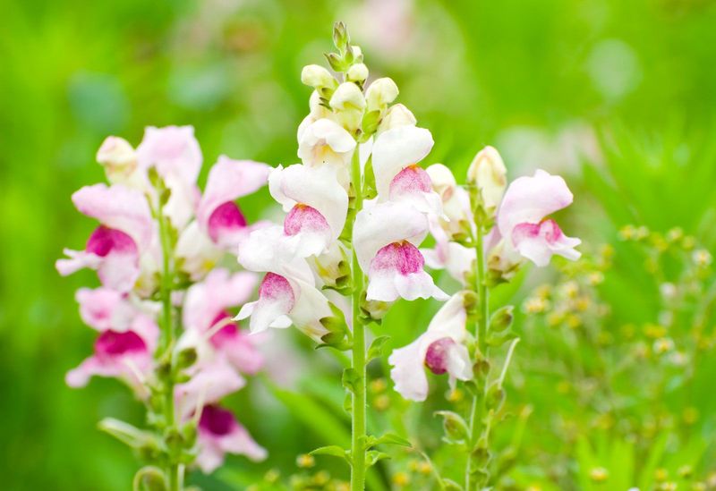 Snapdragons