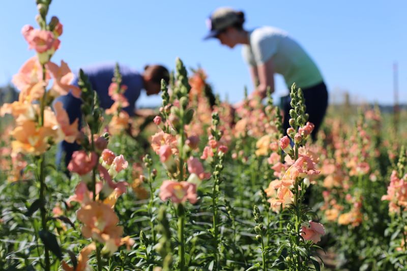 Snapdragons