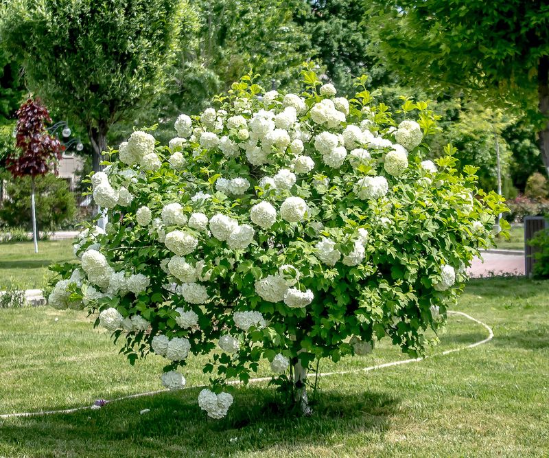 Snowball Bush (Viburnum)