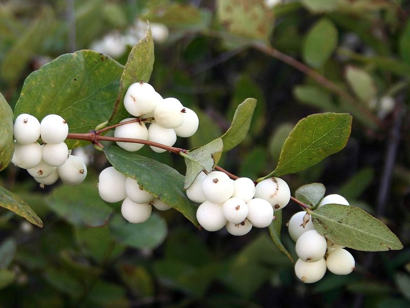 Snowberry