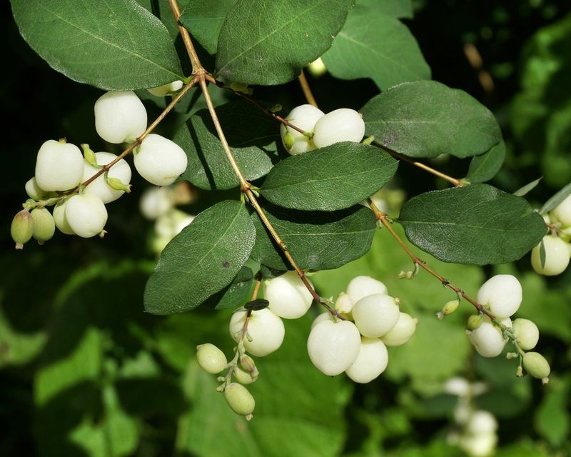 Snowberry