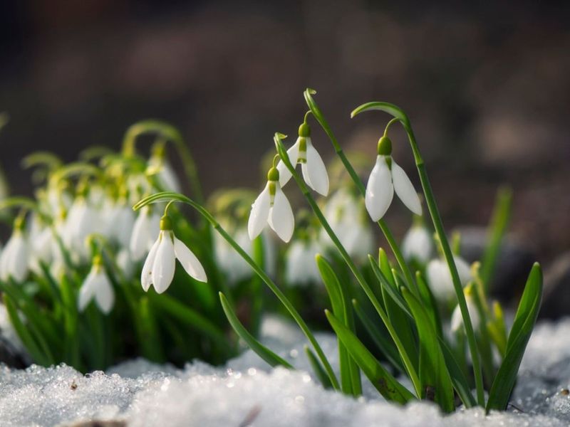 Snowdrop