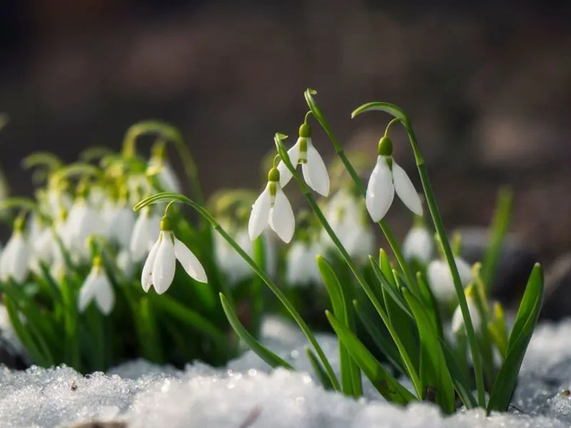 Snowdrops