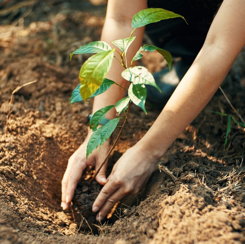 Soil Enrichment