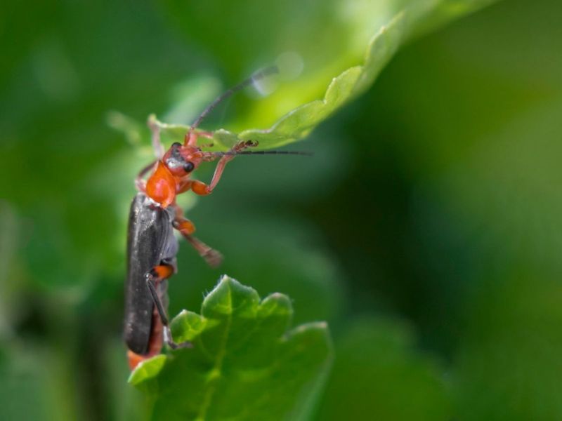 Soldier Beetles