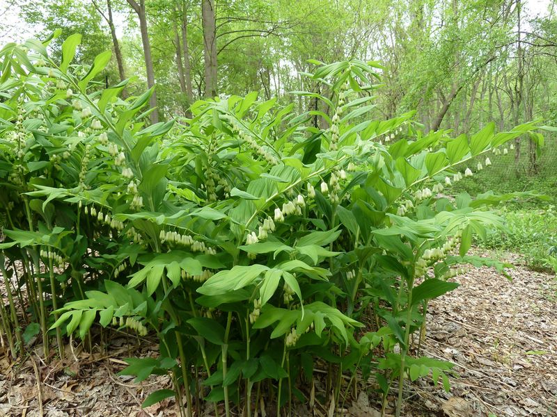 Solomon's Seal