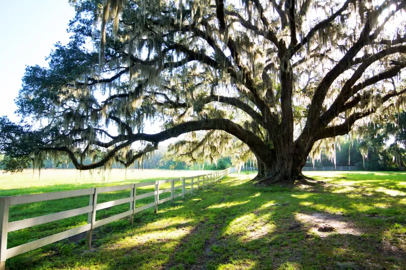 Southern Live Oak