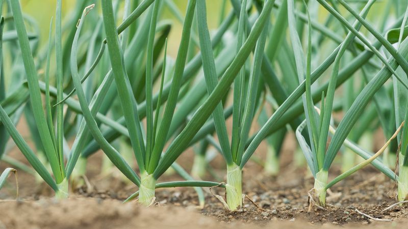 Sowing Seeds Properly