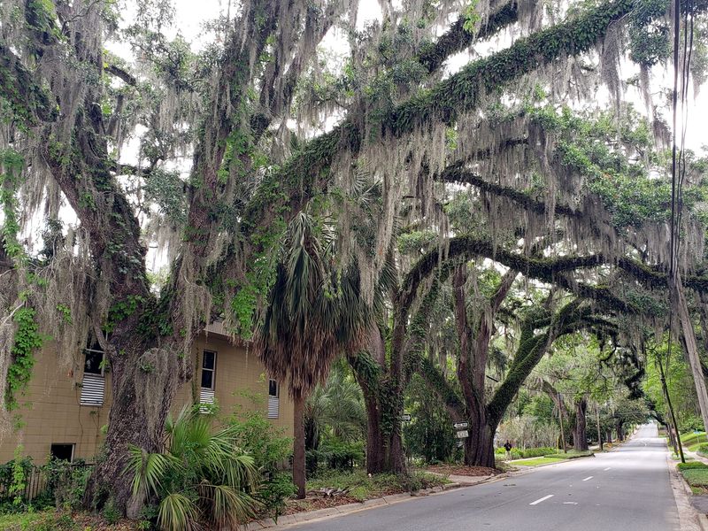 Spanish Moss