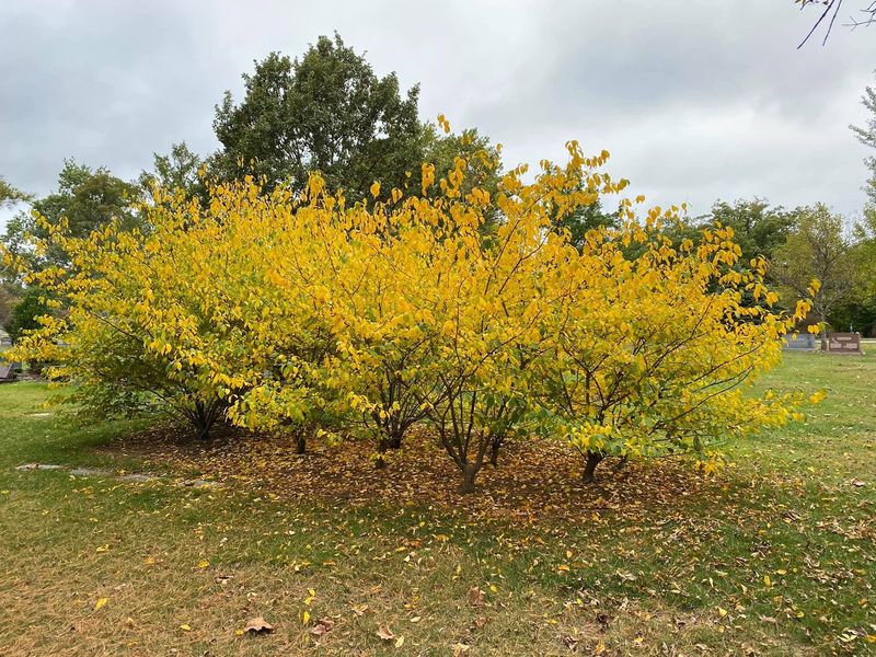 Spicebush