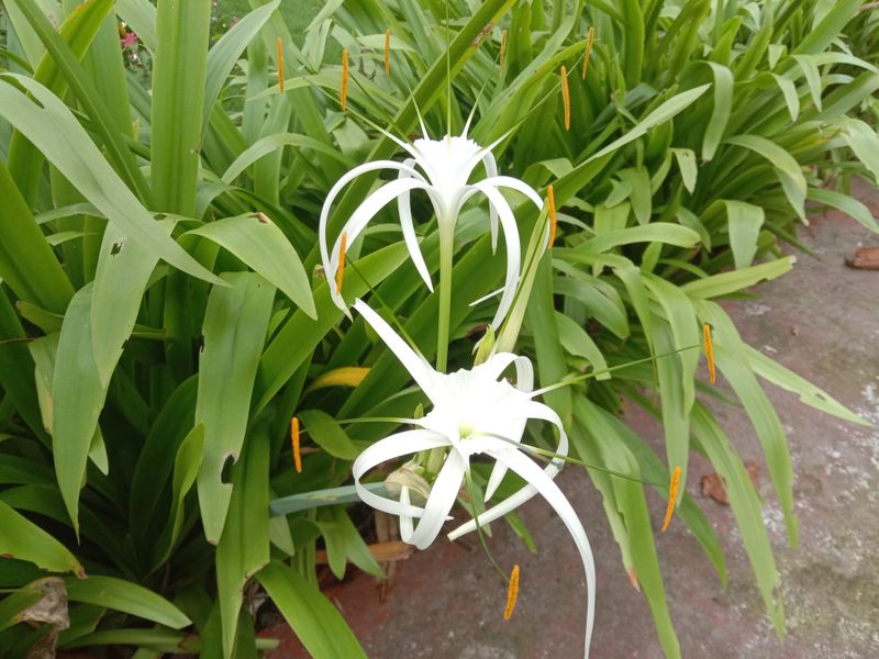 Spider Lily (Hymenocallis)