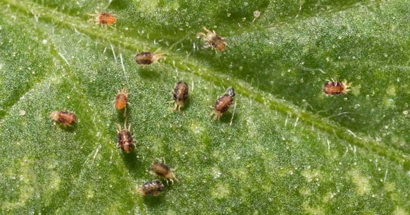 Spider Mites