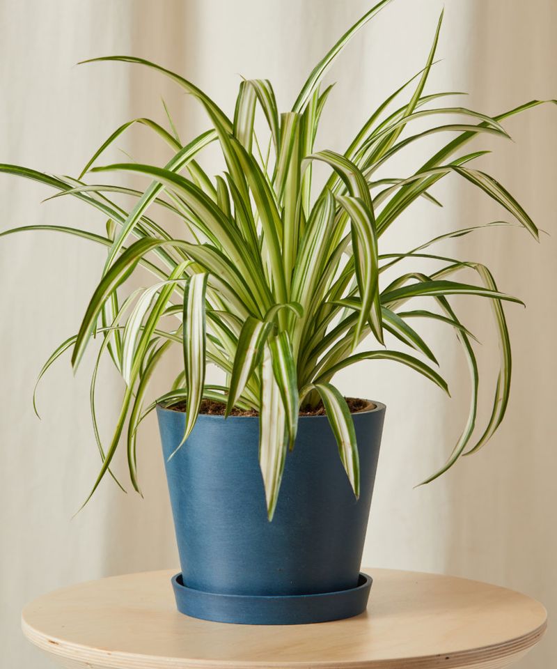 Spider Plant