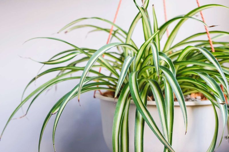 Spider Plant