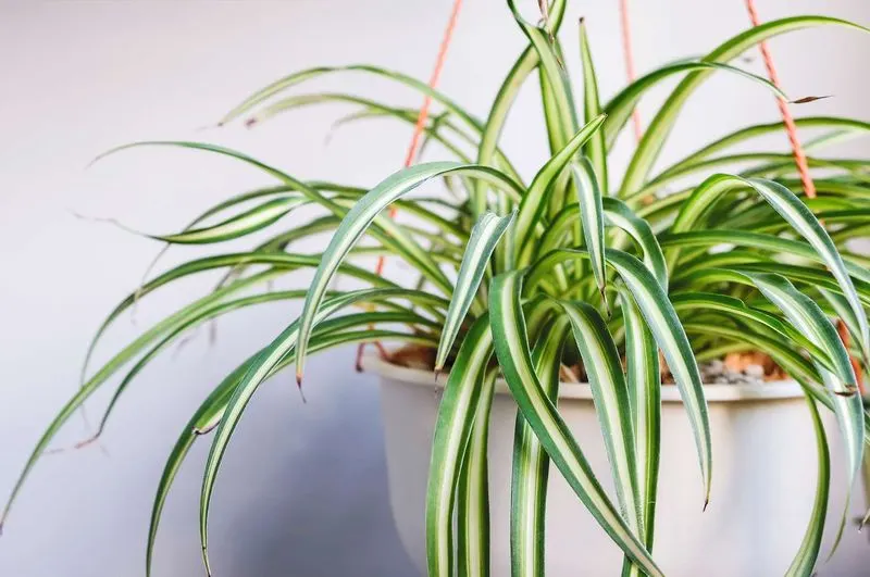 Spider Plant