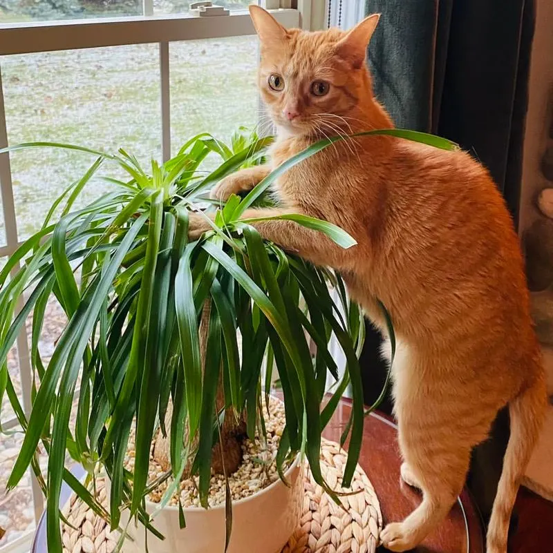 Spider Plant