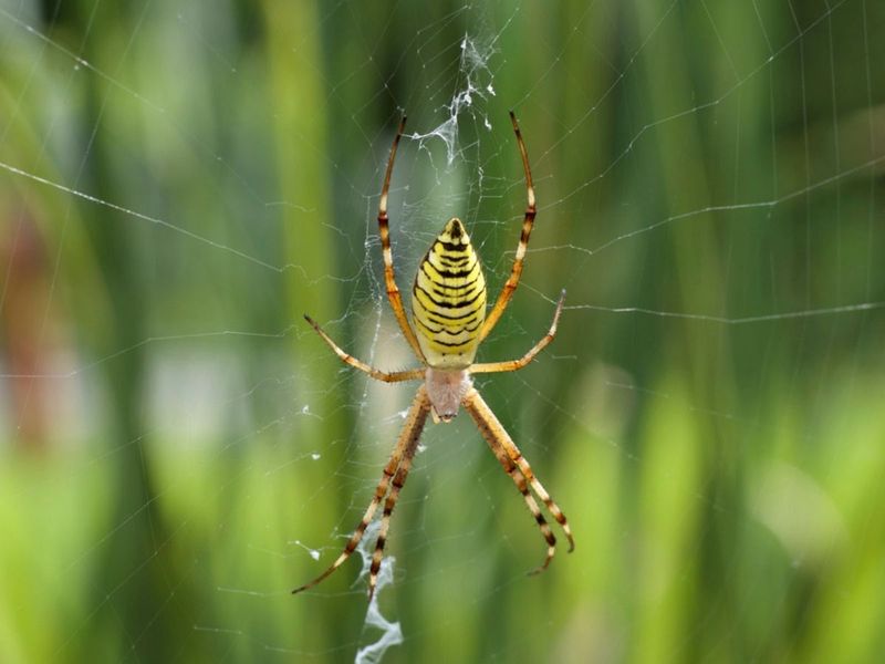 Spiders in the Garden are Dangerous