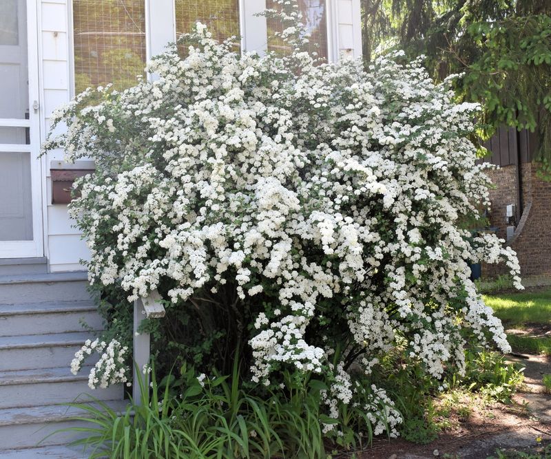 Spirea