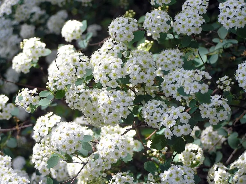 Spirea