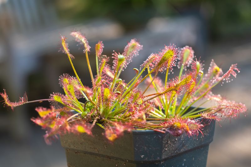 Spoon-leaf Sundew