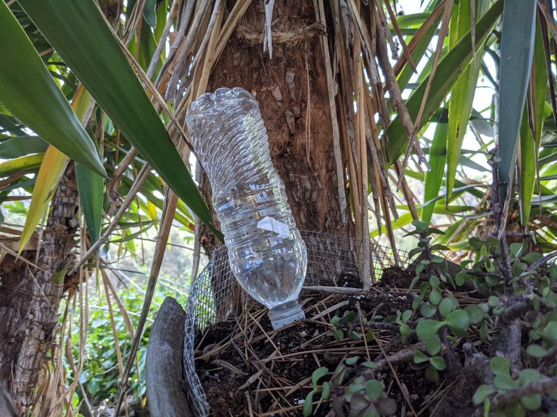 Spray Bottle for Watering