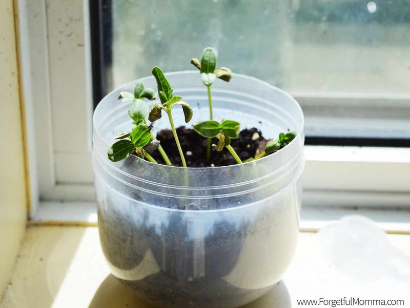 Sprout a Seed Jar