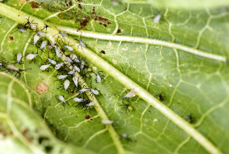 Squash Bugs