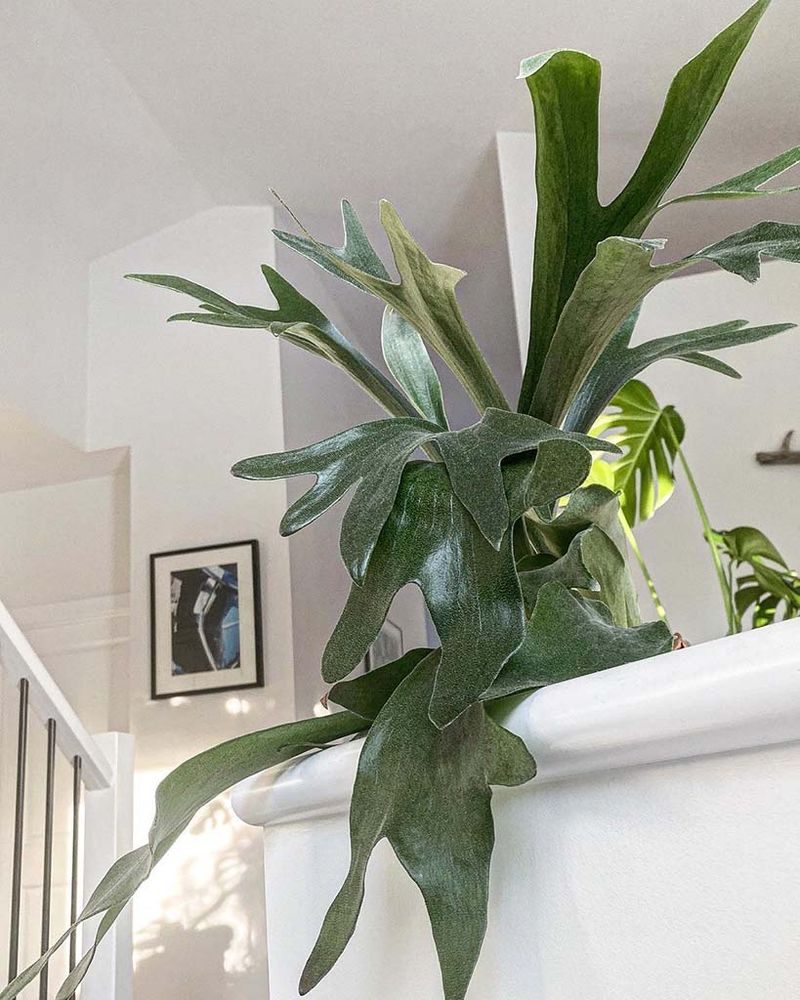 Staghorn Fern