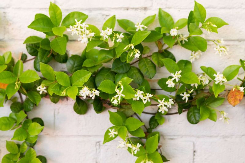 Star Jasmine