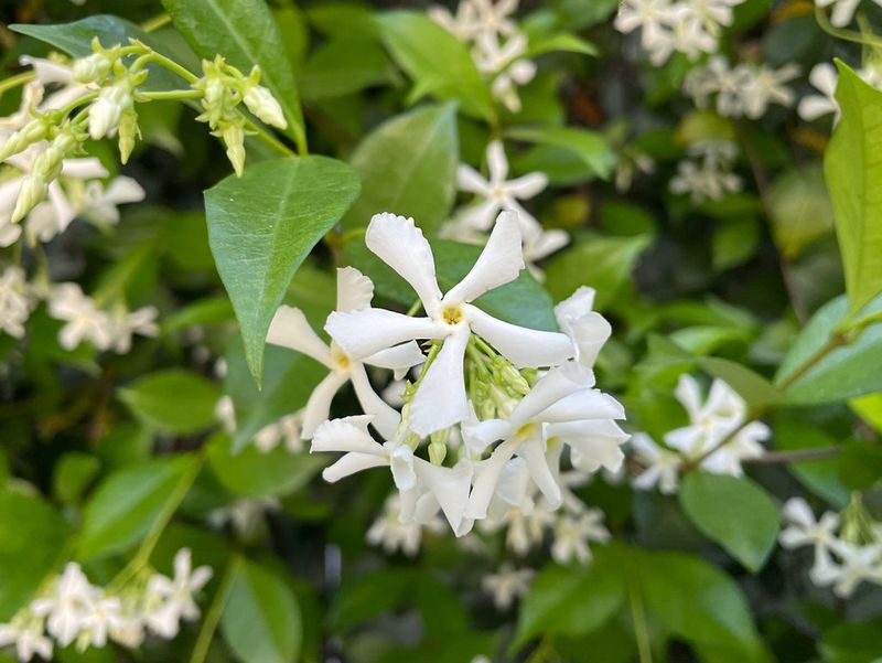 Star Jasmine