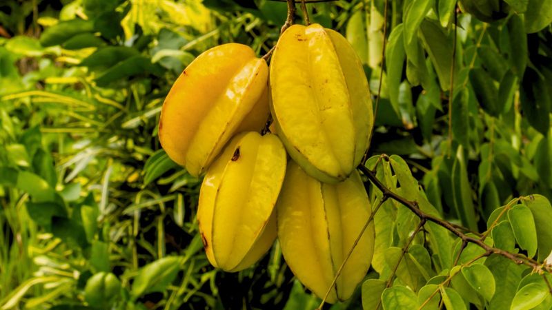 Starfruit (Carambola)