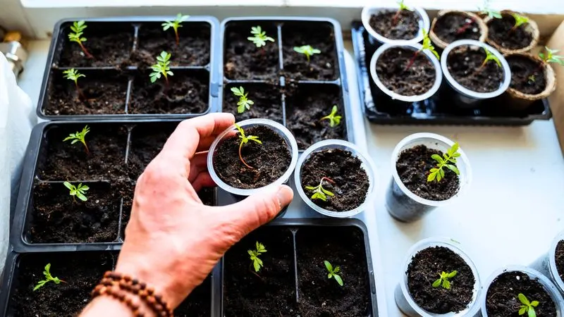 Starting Seeds Indoors