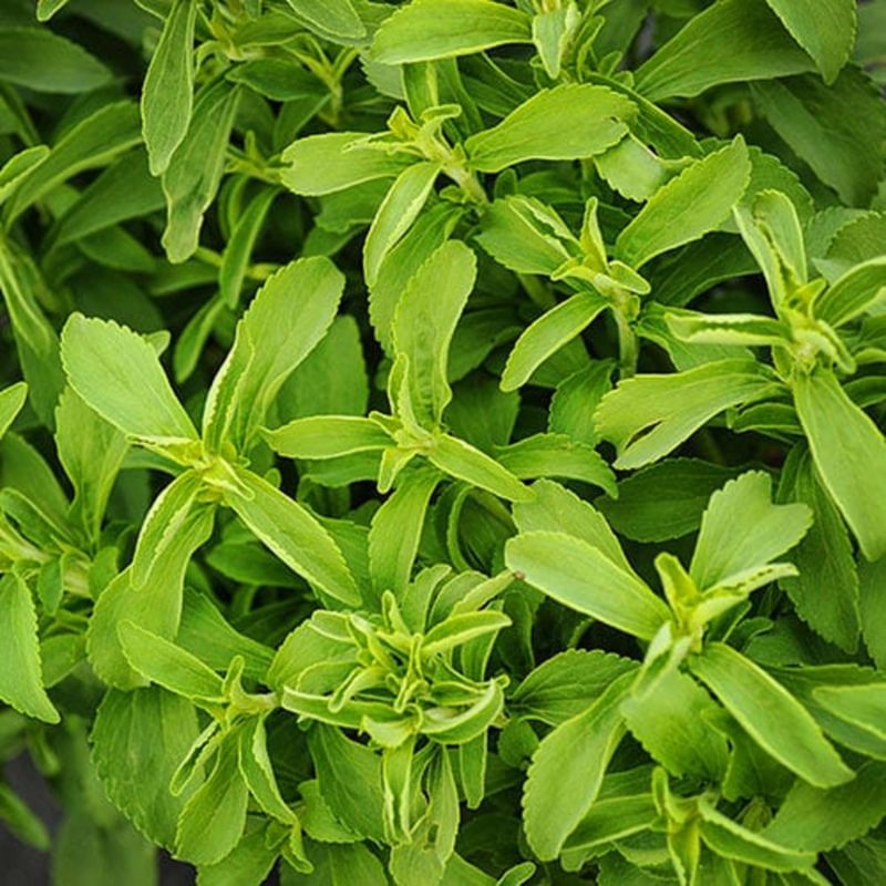 Stevia