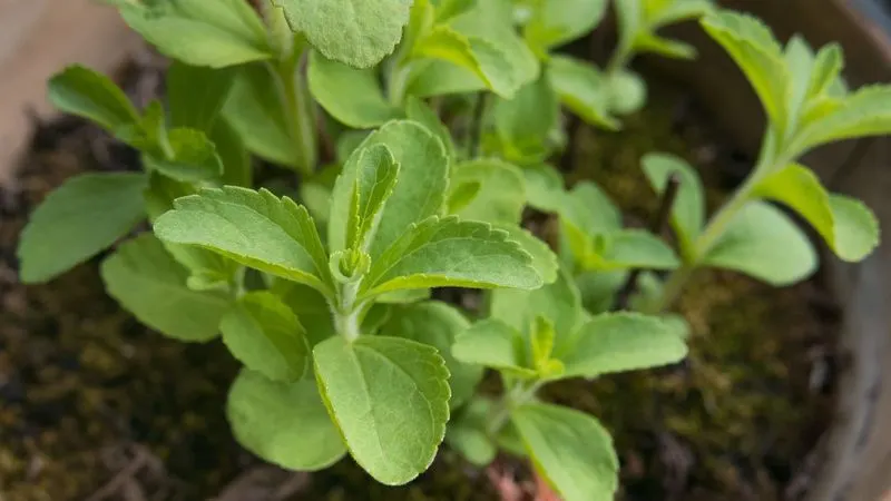 Stevia