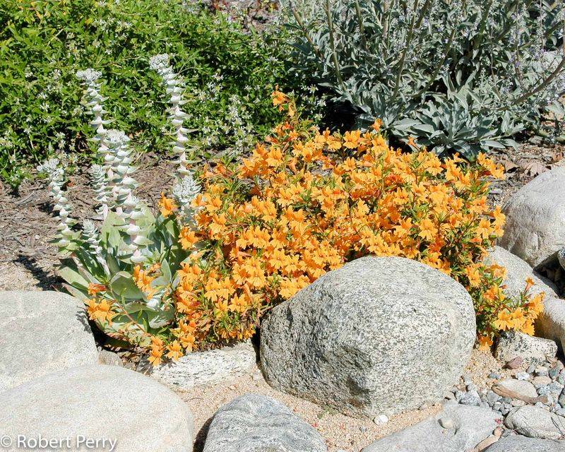 Sticky Monkey Flower