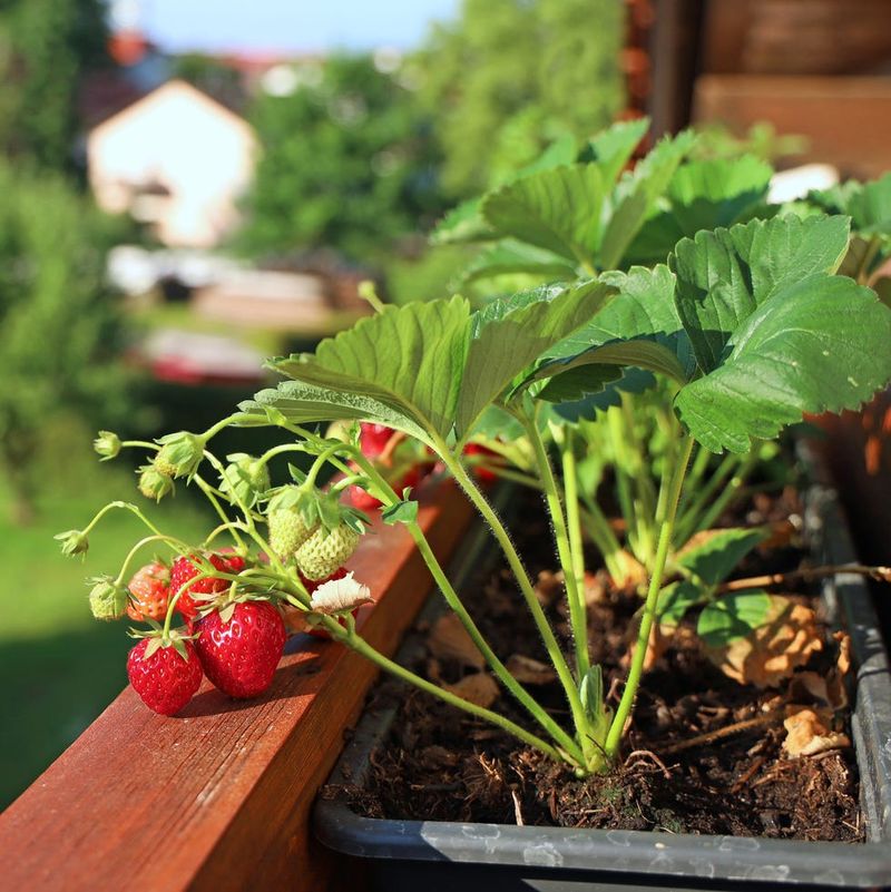 Strawberries