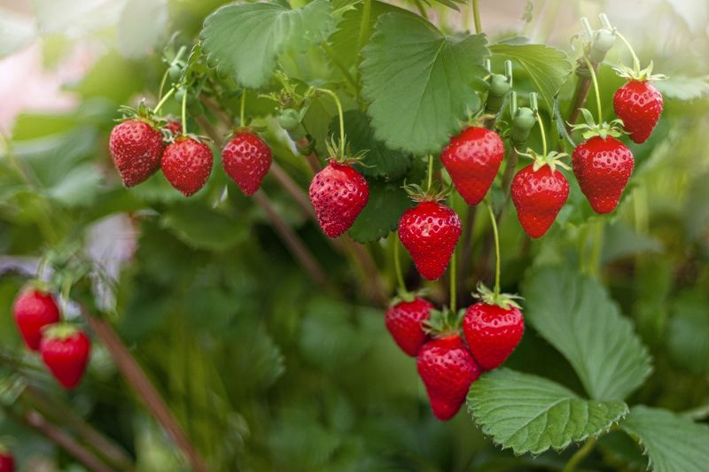 Strawberries