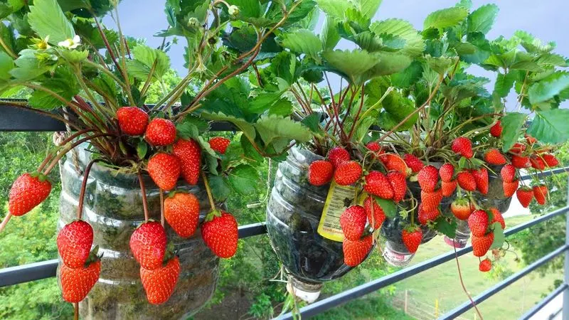 Strawberries