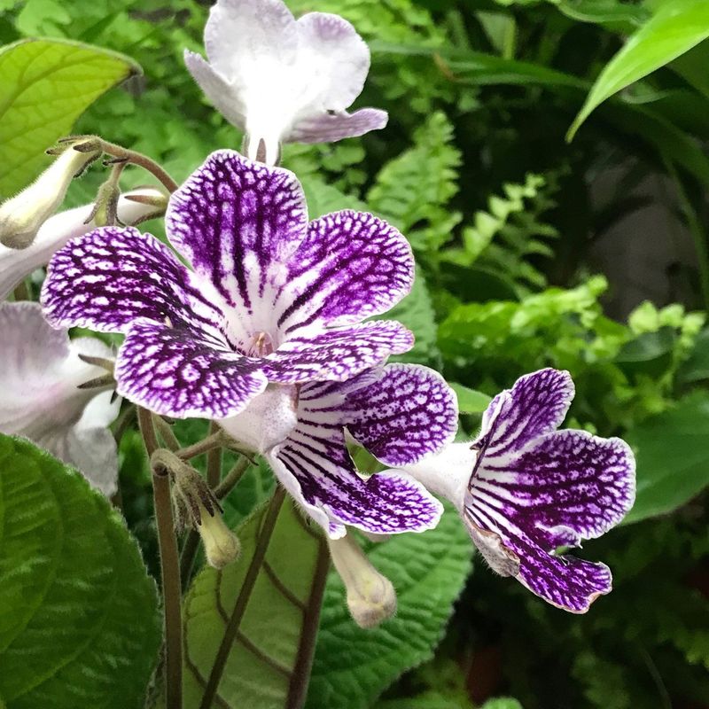 Streptocarpus (Cape Primrose)